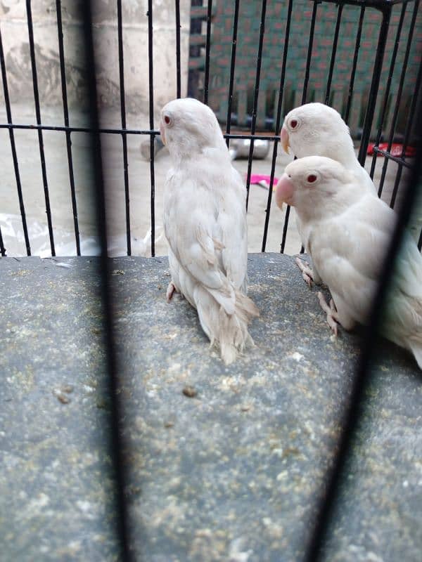 3 Albino Red eye pees for sale ha fee pees 2000 3