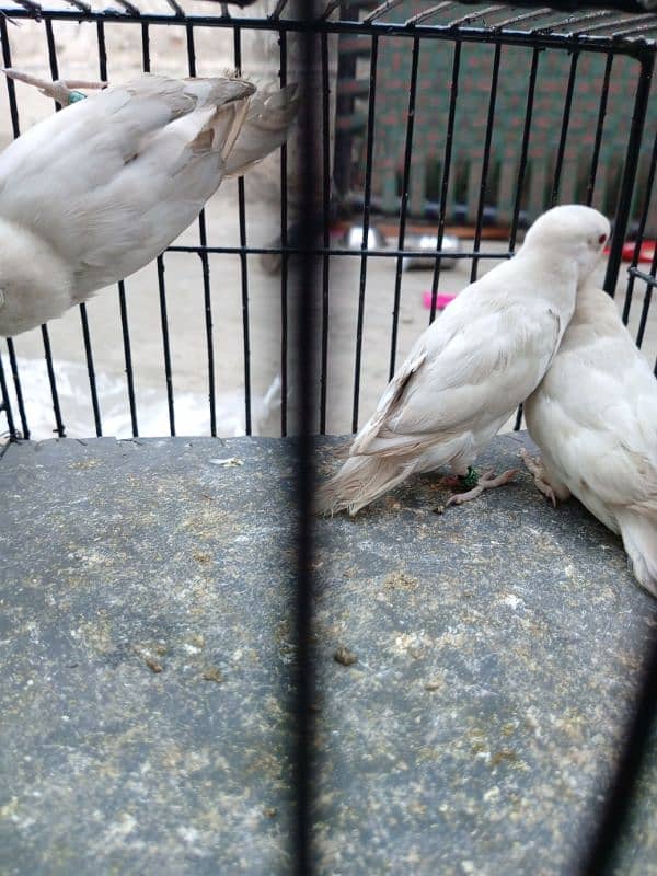 3 Albino Red eye pees for sale ha fee pees 2000 5