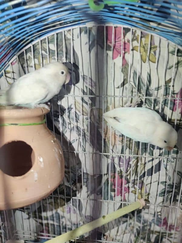 BEAUTIFUL ALBINO BLACK EYE BREEDER PAIR 1