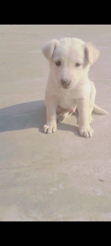 male dog Labrador retriever 1