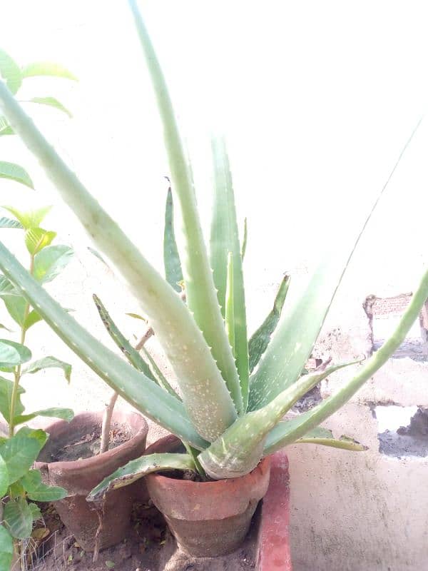 Aloe Vera Plant Top Quality 1