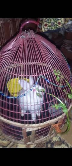 Small Rabbit With Cage