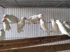 Albino blackeyes Lvbirds pathay , snow white finches,white java pathay