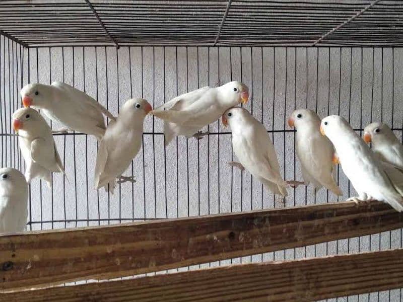 Albino blackeyes Lvbirds pathay , snow white finches,white java pathay 0