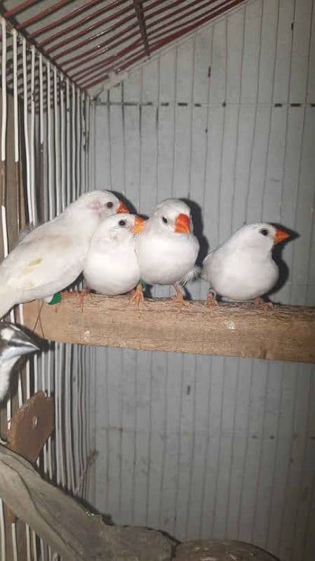 Albino blackeyes Lvbirds pathay , snow white finches,white java pathay 1