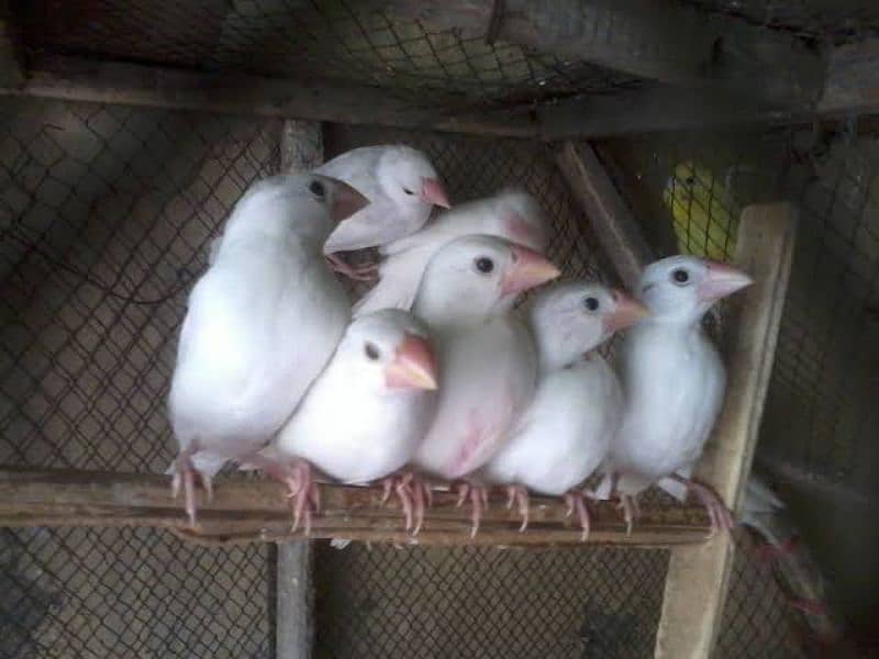 Albino blackeyes Lvbirds pathay , snow white finches,white java pathay 2