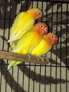 Love Birds Full setup for sale