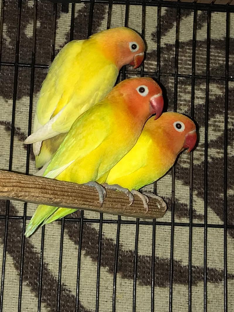 Love Birds Full setup for sale 0