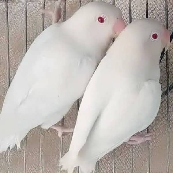 Lovebirds for sale 1