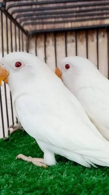 Lovebirds for sale 3