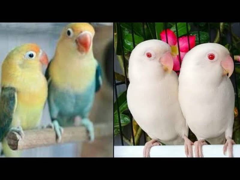 Lovebirds for sale 6