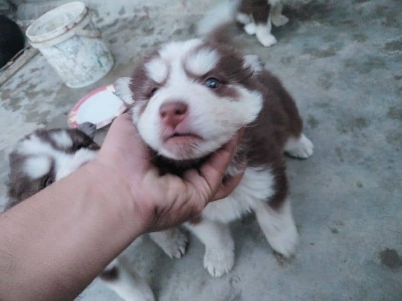 Siberian Huskey puppies 1