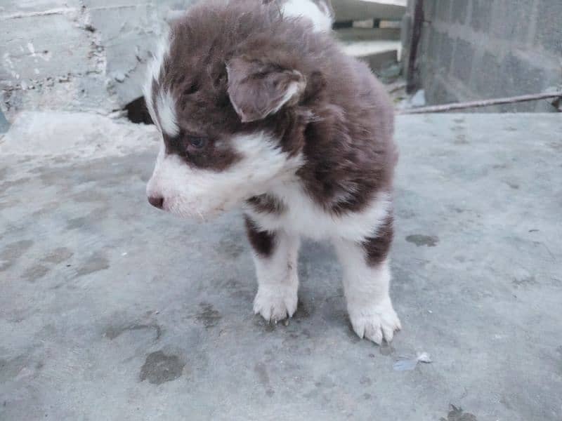 Siberian Huskey puppies 2