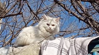 Persian cat ,white