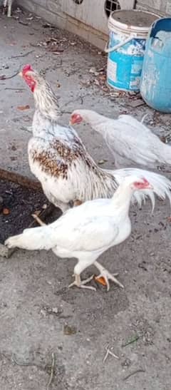 shamo Heera Thai breed birds available