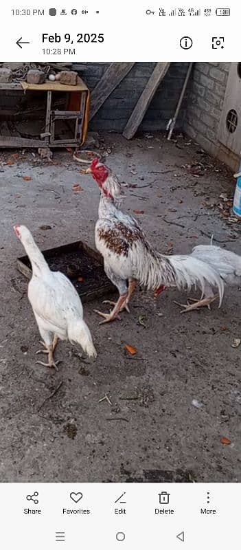 shamo Heera Thai breed birds available 3