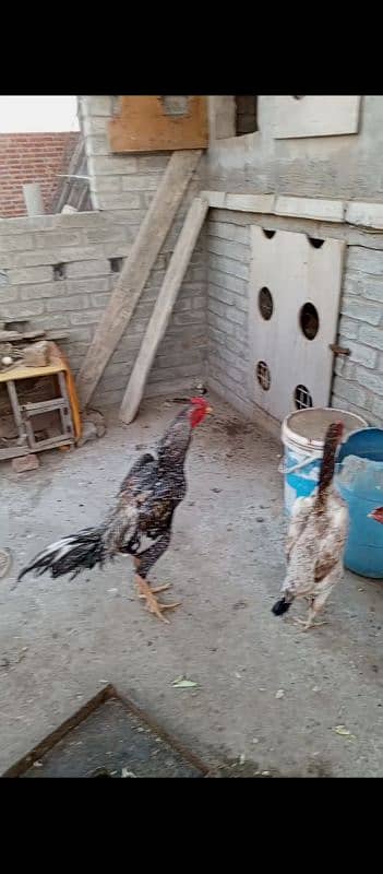 shamo Heera Thai breed birds available 4