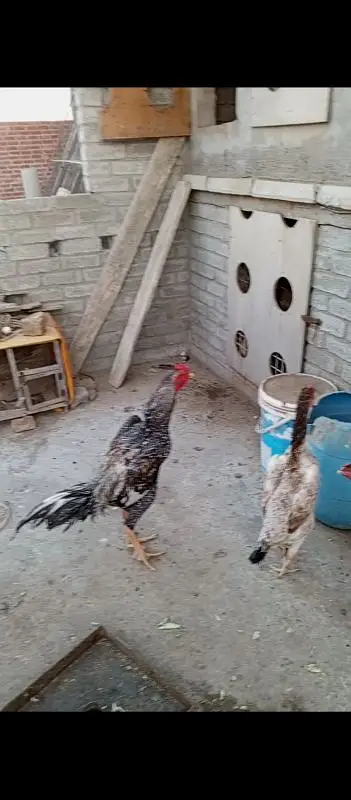 Aseel Shamo x Thai pathy pathiyan & eggs available — photo 4