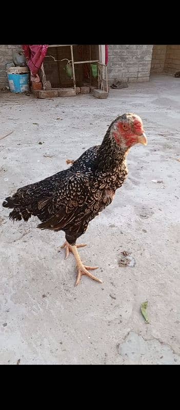 shamo Heera Thai breed birds available 5