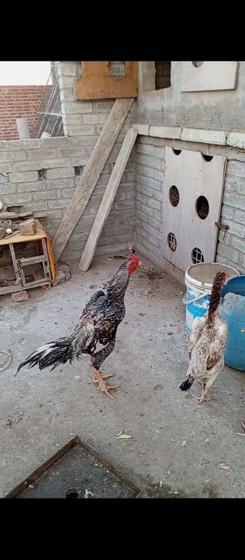 shamo Heera Thai breed birds available 6