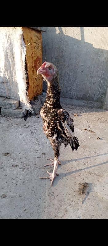 shamo Heera Thai breed birds available 7