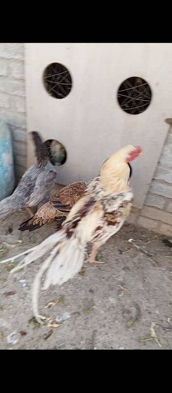 shamo Heera Thai breed birds available 8