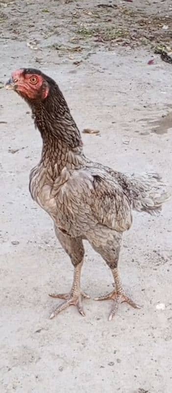 shamo Heera Thai breed birds available 9