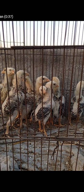 shamo Heera Thai breed birds available 10