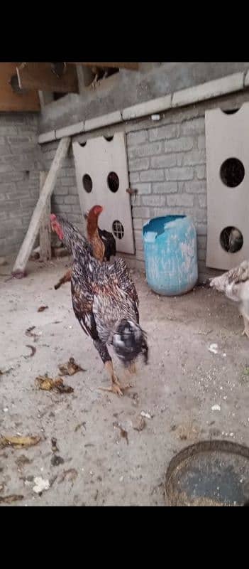 shamo Heera Thai breed birds available 11