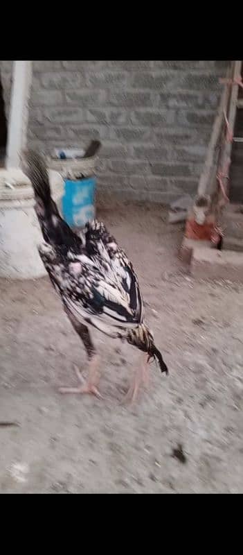 shamo Heera Thai breed birds available 12