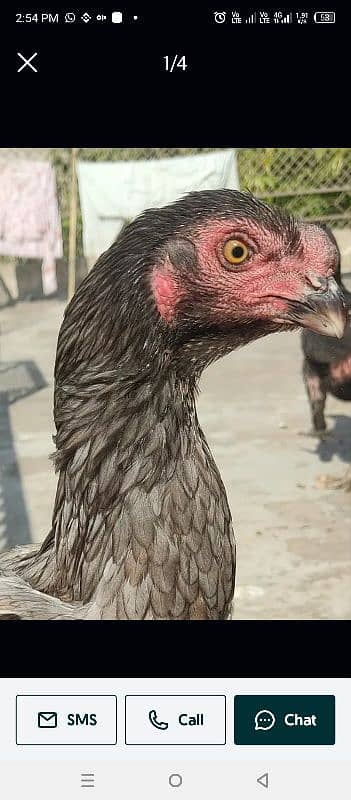 shamo Heera Thai breed birds available 14