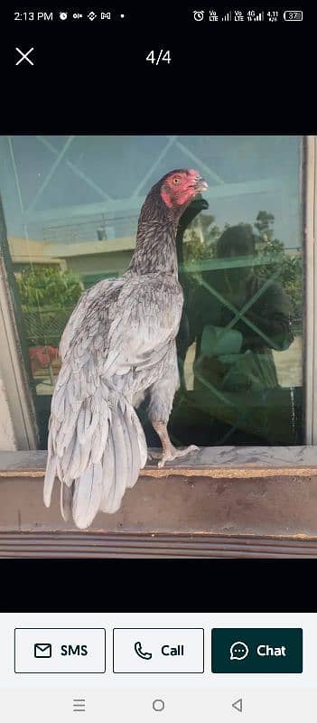 shamo Heera Thai breed birds available 16