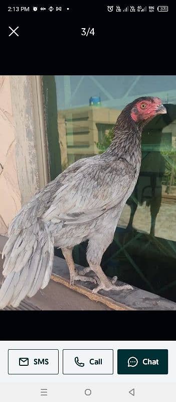 shamo Heera Thai breed birds available 17