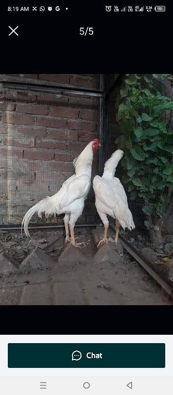 shamo Heera Thai breed birds available 18