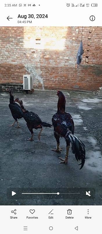 shamo Heera Thai breed birds available 19