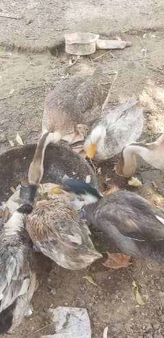 Sale for ducks in kust 7000 baki discount milgaya