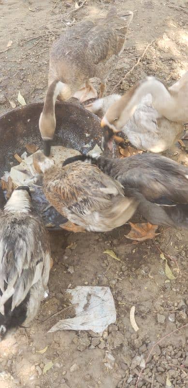 Sale for ducks in kust 7000 baki discount milgaya 1