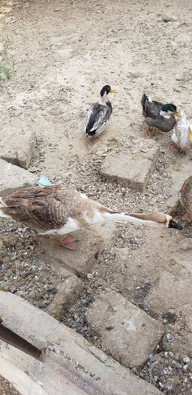 Sale for ducks in kust 7000 baki discount milgaya 4