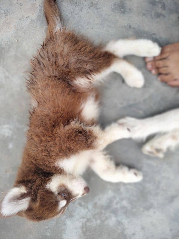 Siberian Huskey puppies 3