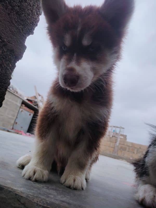 Siberian Huskey puppies 4