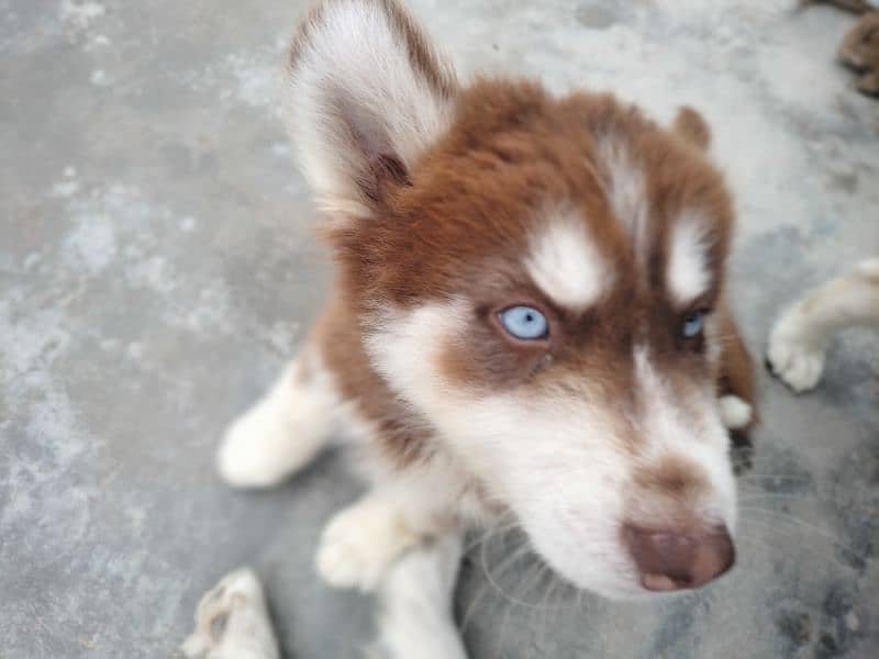 Siberian Huskey puppies 5