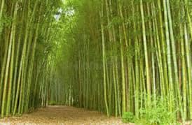 bamboo ( bans ) CHABARI and CHOTI PORI