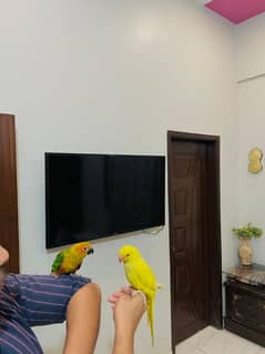 yellow ringneck sun conure