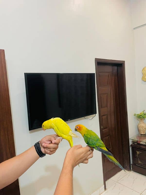 yellow ringneck sun conure 1