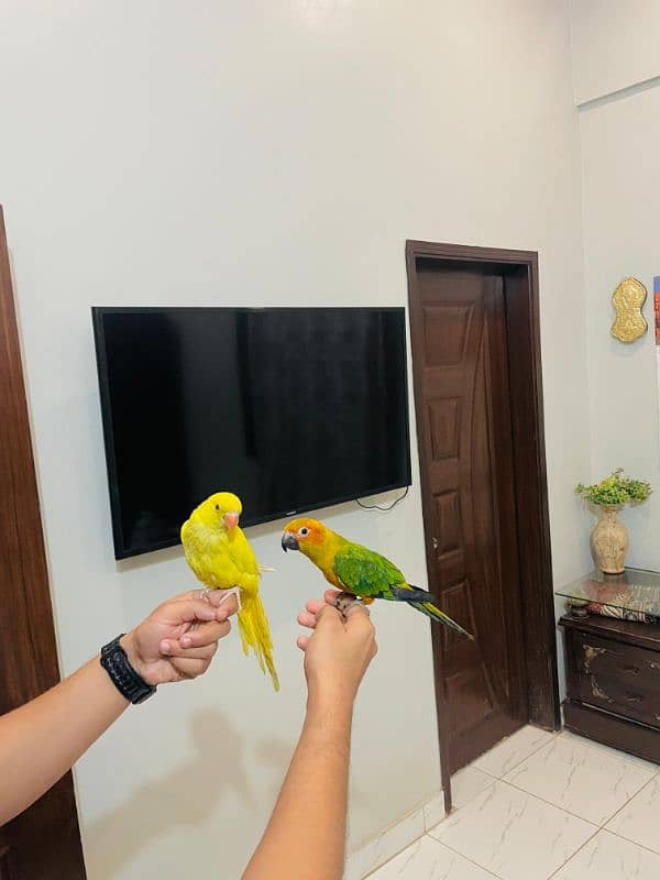 yellow ringneck sun conure 2