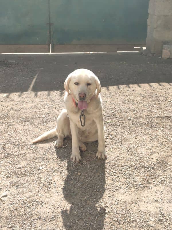 original breed Labrador female aga 2 year 0