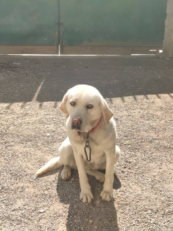 original breed Labrador female aga 2 year 1