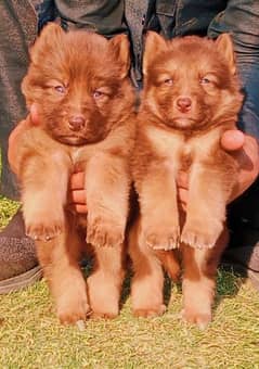 topline show quality chocolate gsd proper long coat pair for sale