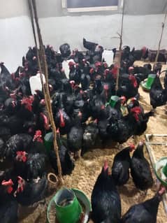 Australorp hens fertil eggs and chicks available