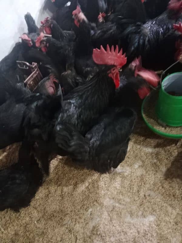 Australorp hens fertil eggs and chicks available 1